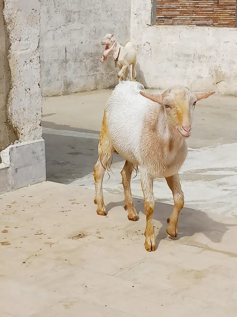 1 gulabi male hn & ek pure taddy male hn  0/3/1/3/1/1/5/1/6/6/9 — photo 10