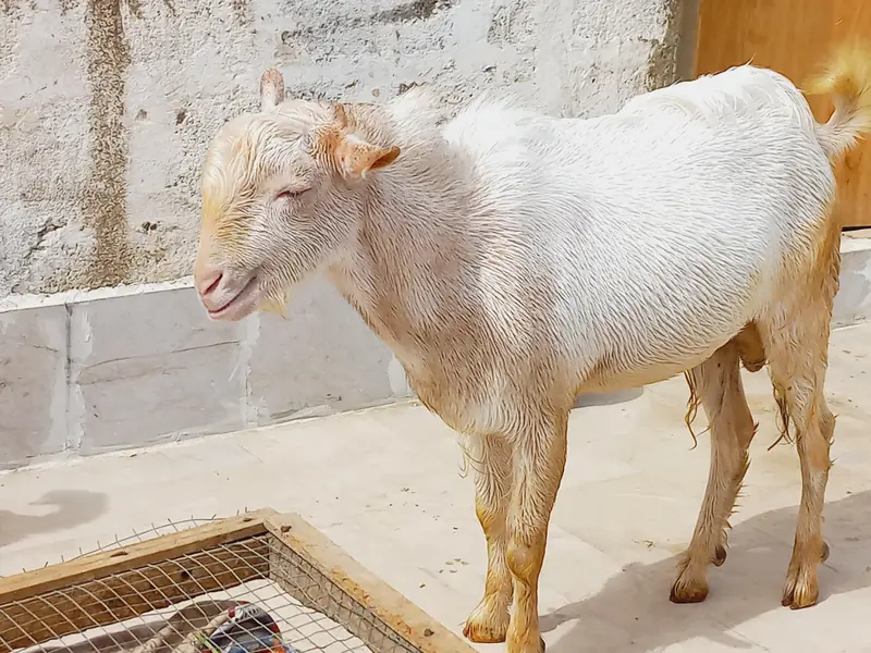 1 gulabi male hn & ek pure taddy male hn  0/3/1/3/1/1/5/1/6/6/9 — photo 11
