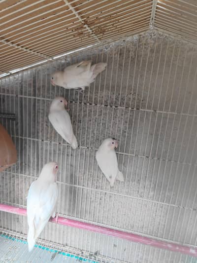 lovebirds