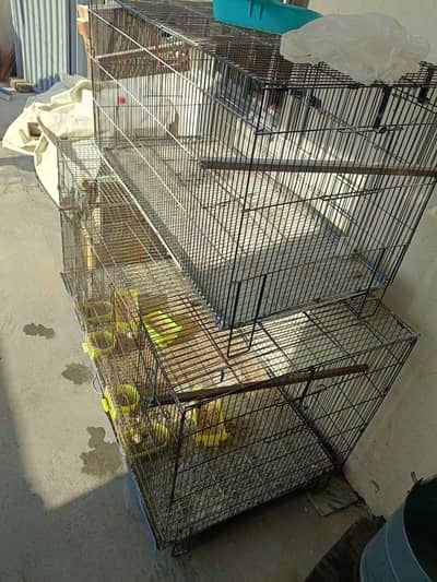 Cockatiels with Cages and breeding boxes