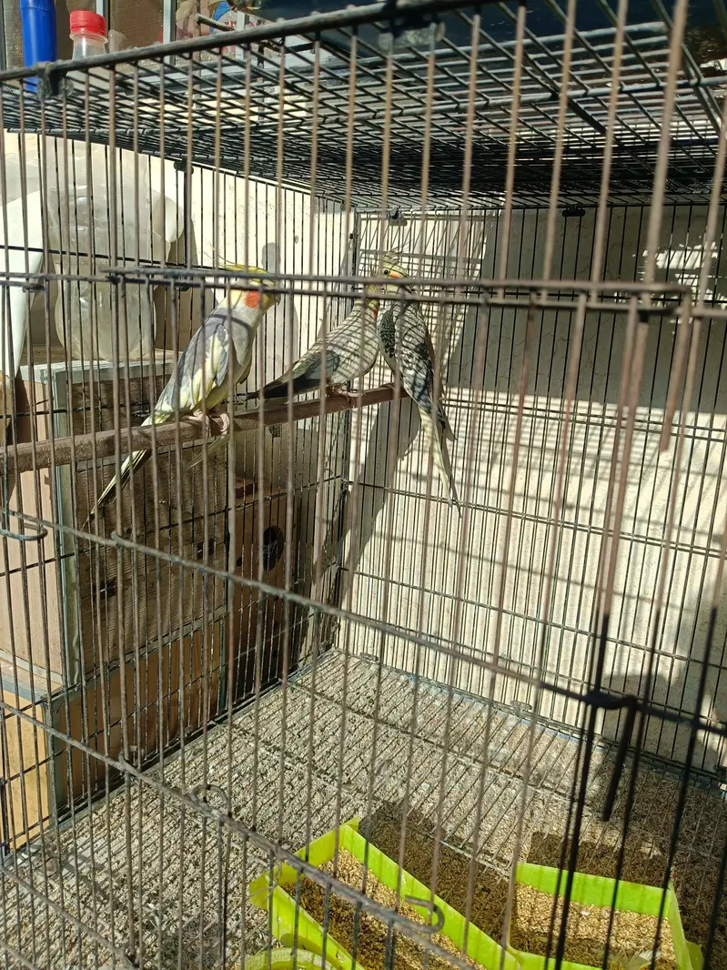 Cockatiels with Cages and breeding boxes — photo 2