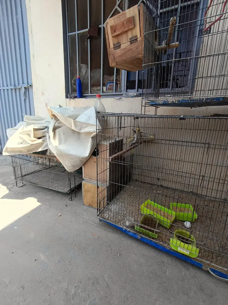 Cockatiels with Cages and breeding boxes — photo 3