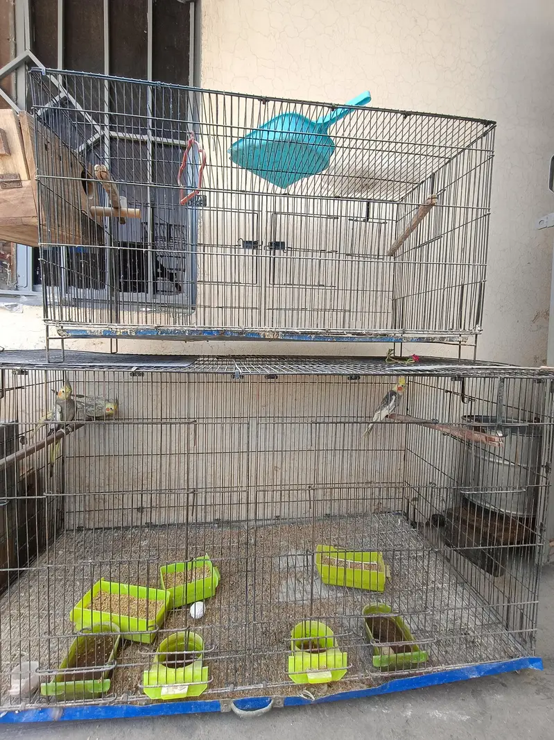 Cockatiels with Cages and breeding boxes — photo 4