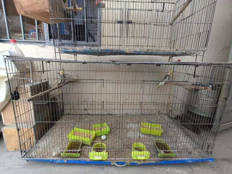 Cockatiels with Cages and breeding boxes — photo 5