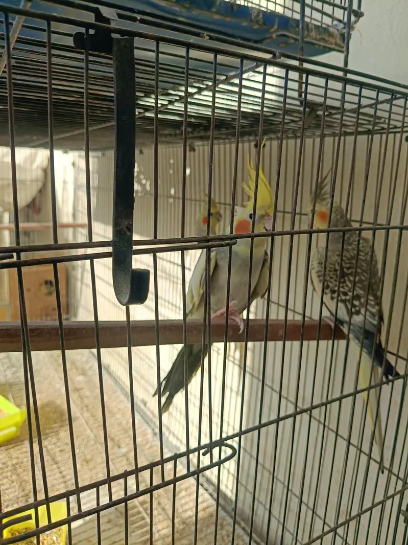 Cockatiels with Cages and breeding boxes — photo 6