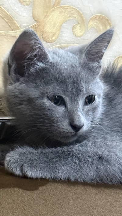 Persian/Russian kittens