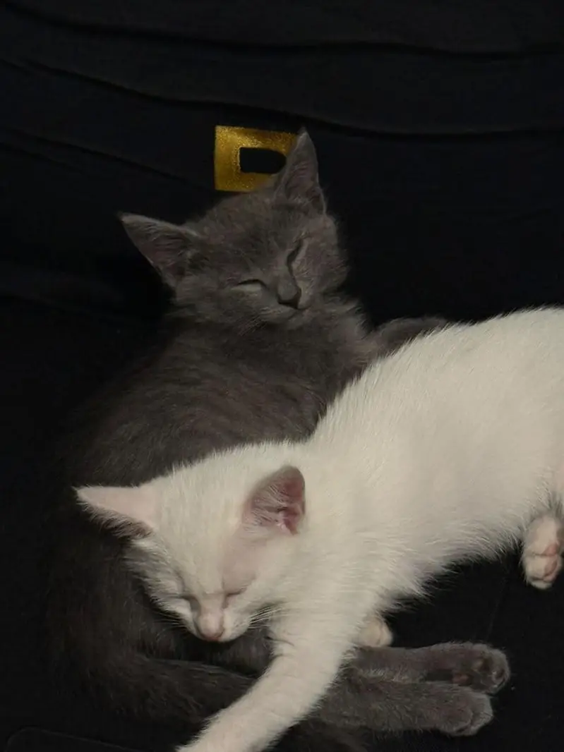 Persian/Russian kittens — photo 2