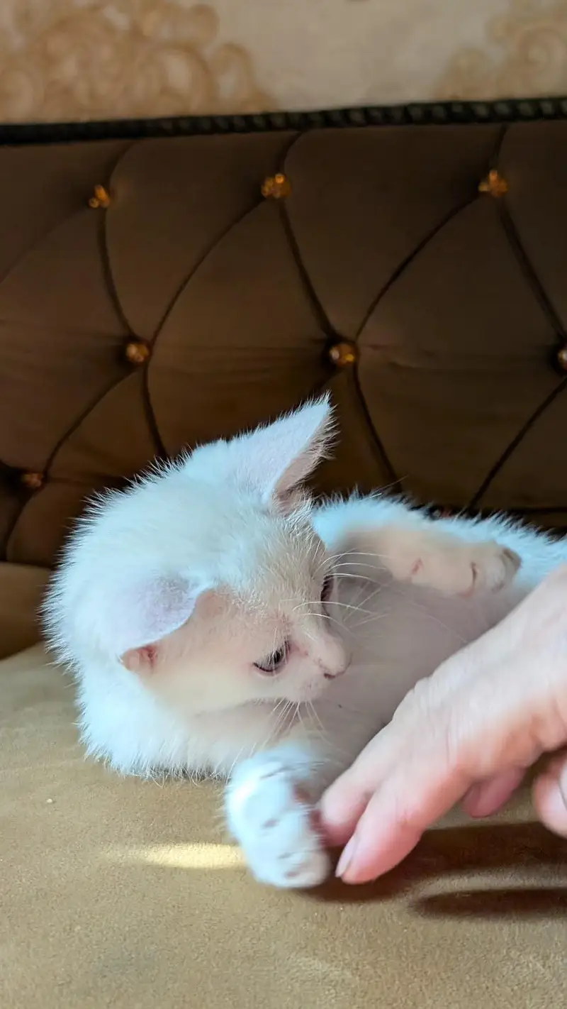 Persian/Russian kittens — photo 3