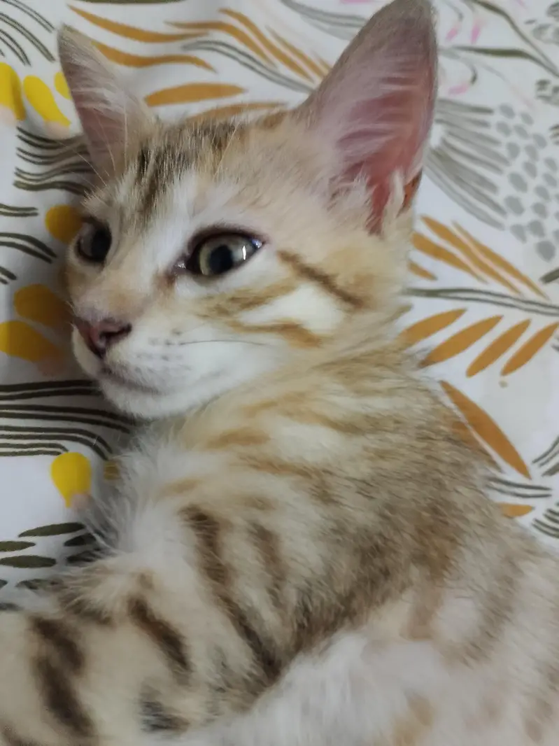 Persian/Russian kittens — photo 4