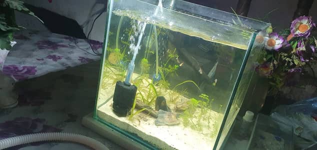 Planted Aquarium for sale