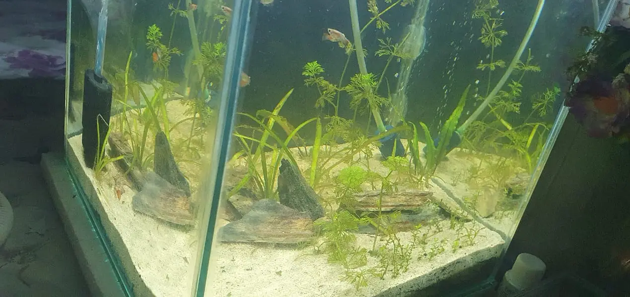 Planted Aquarium for sale — photo 2