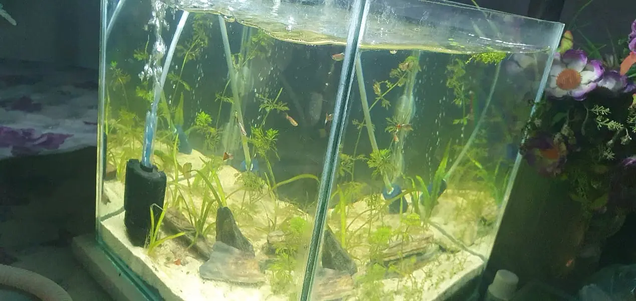 Planted Aquarium for sale — photo 3