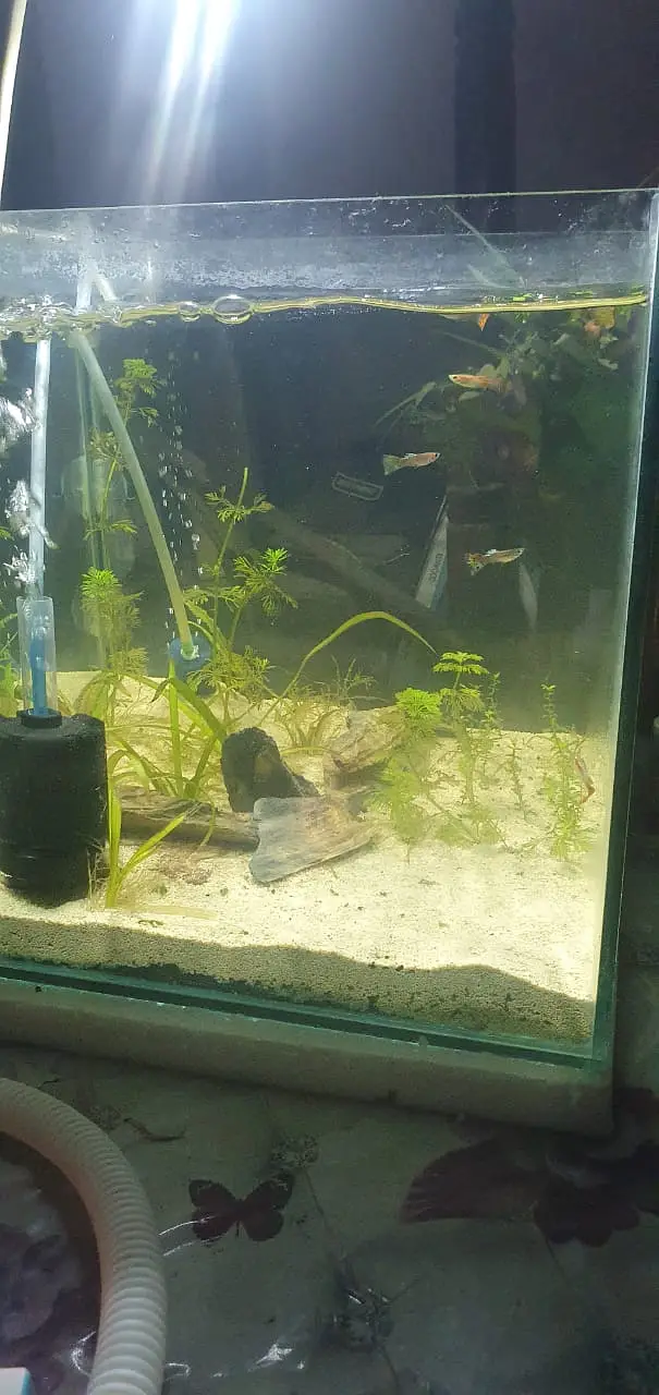 Planted Aquarium for sale — photo 4