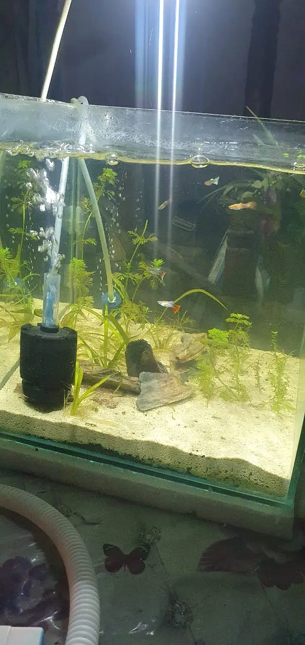 Planted Aquarium for sale — photo 5