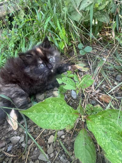 kittens for sale