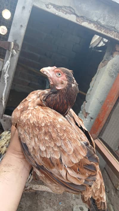 Aseel Hen foresalr urgent