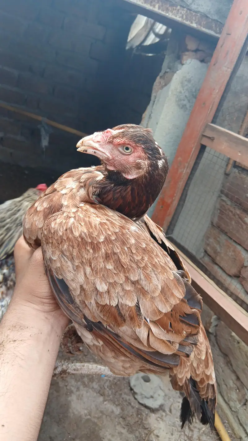 Aseel Hen foresalr urgent — photo 2
