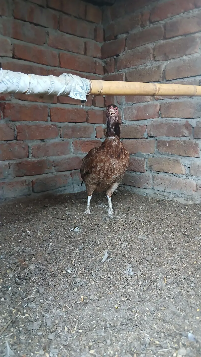 Aseel Hen foresalr urgent — photo 3