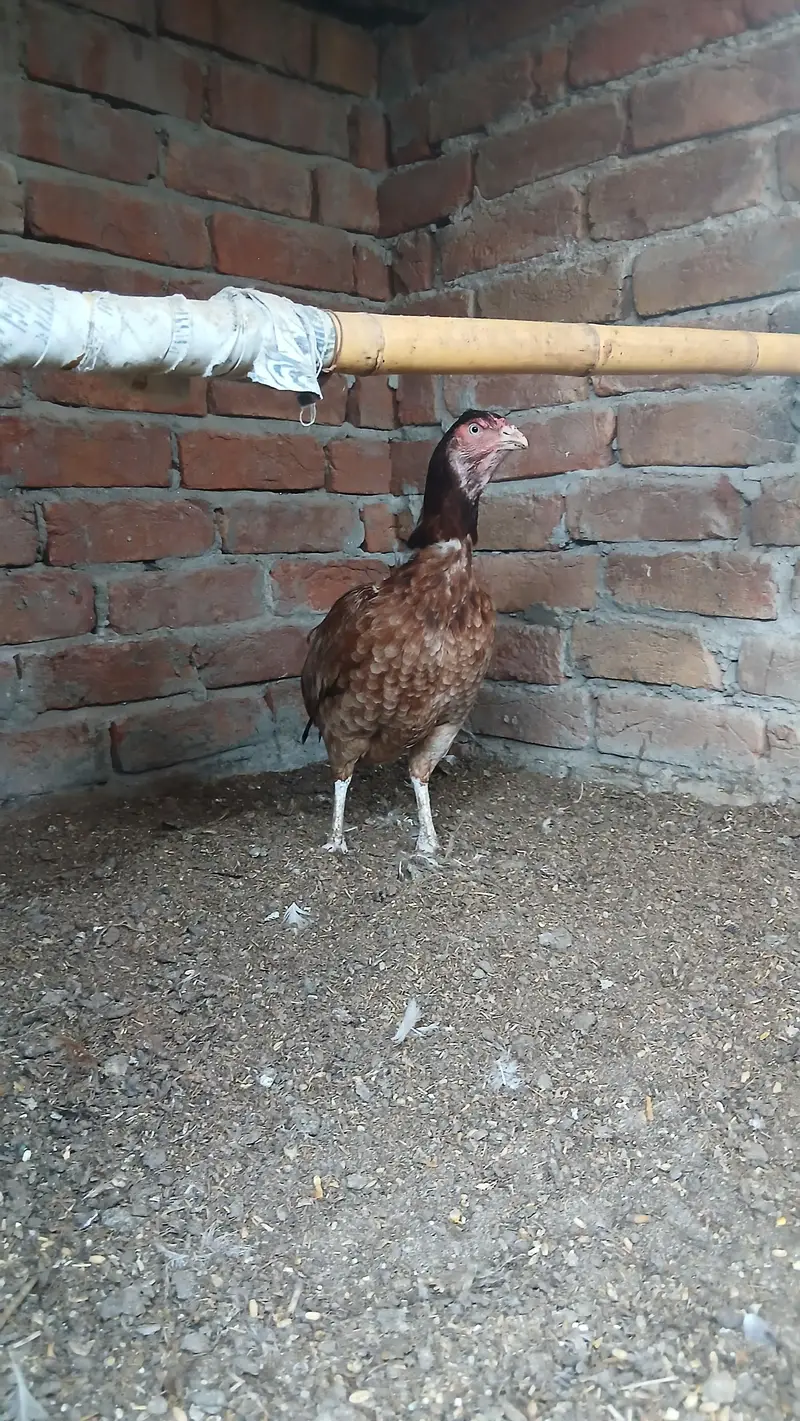 Aseel Hen foresalr urgent — photo 4