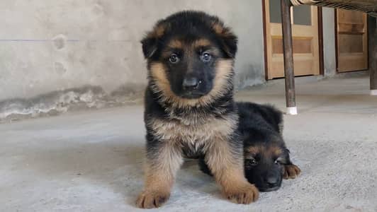Black shepherd | black german shepherd | long coat | gsd puppies