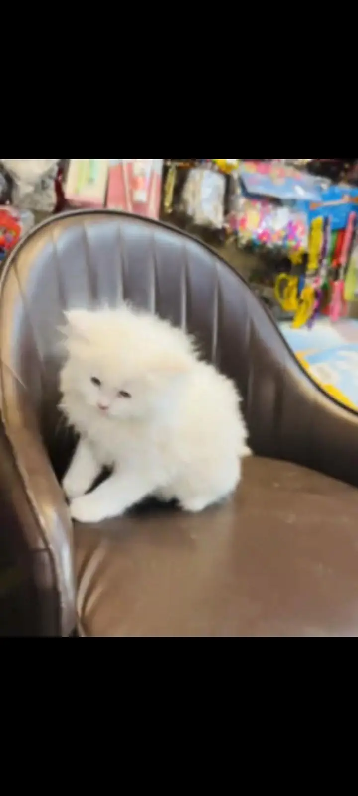 persian cat for sale — photo 3