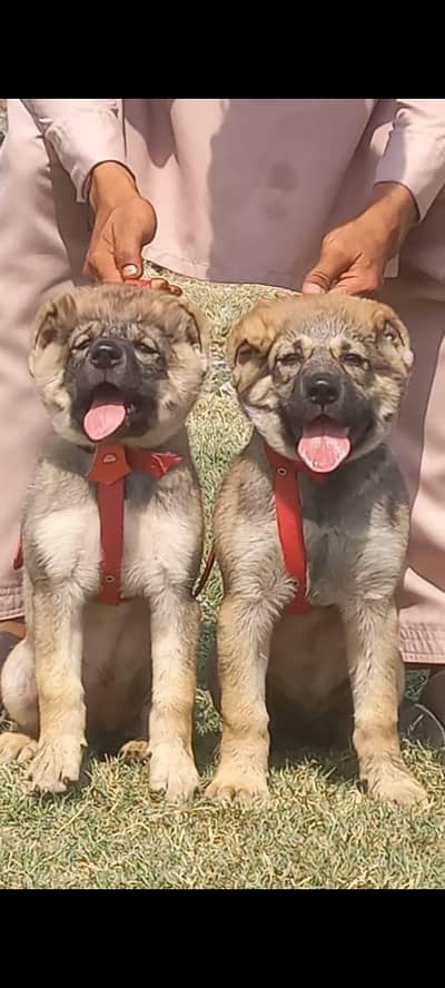 pure king Kurdish kangal pior 2 month sequrty dogs for