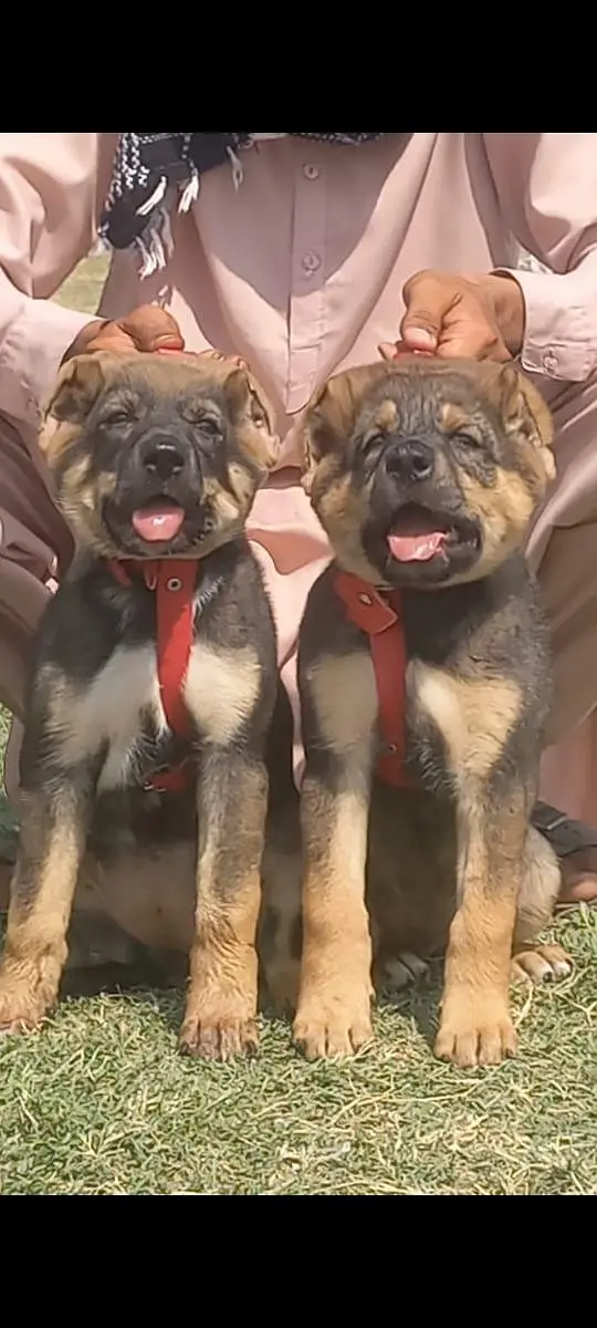 pure king Kurdish kangal pior 2 month sequrty dogs for — photo 2