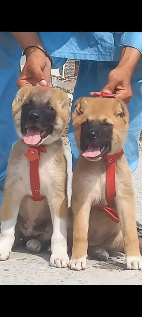 pure king Kurdish kangal pior 2 month sequrty dogs for — photo 3