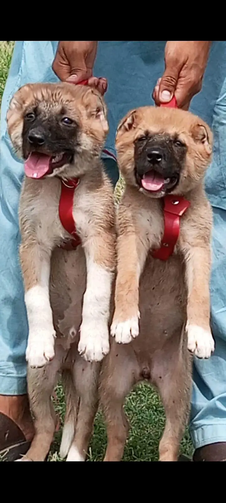pure king Kurdish kangal pior 2 month sequrty dogs for — photo 4