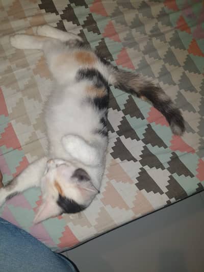 persion cat pair for sale