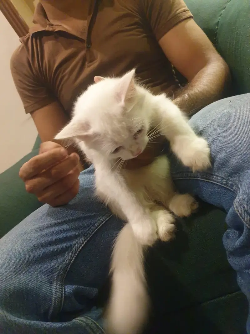 persion cat pair for sale — photo 2
