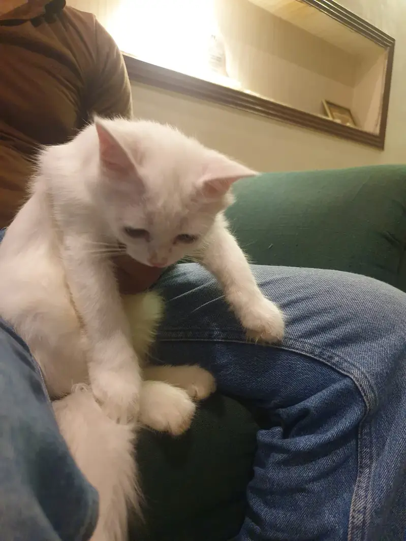 persion cat pair for sale — photo 3