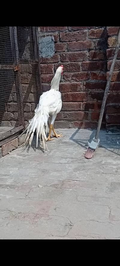 top qulity white parrot beak long tail aseel Male phatha
