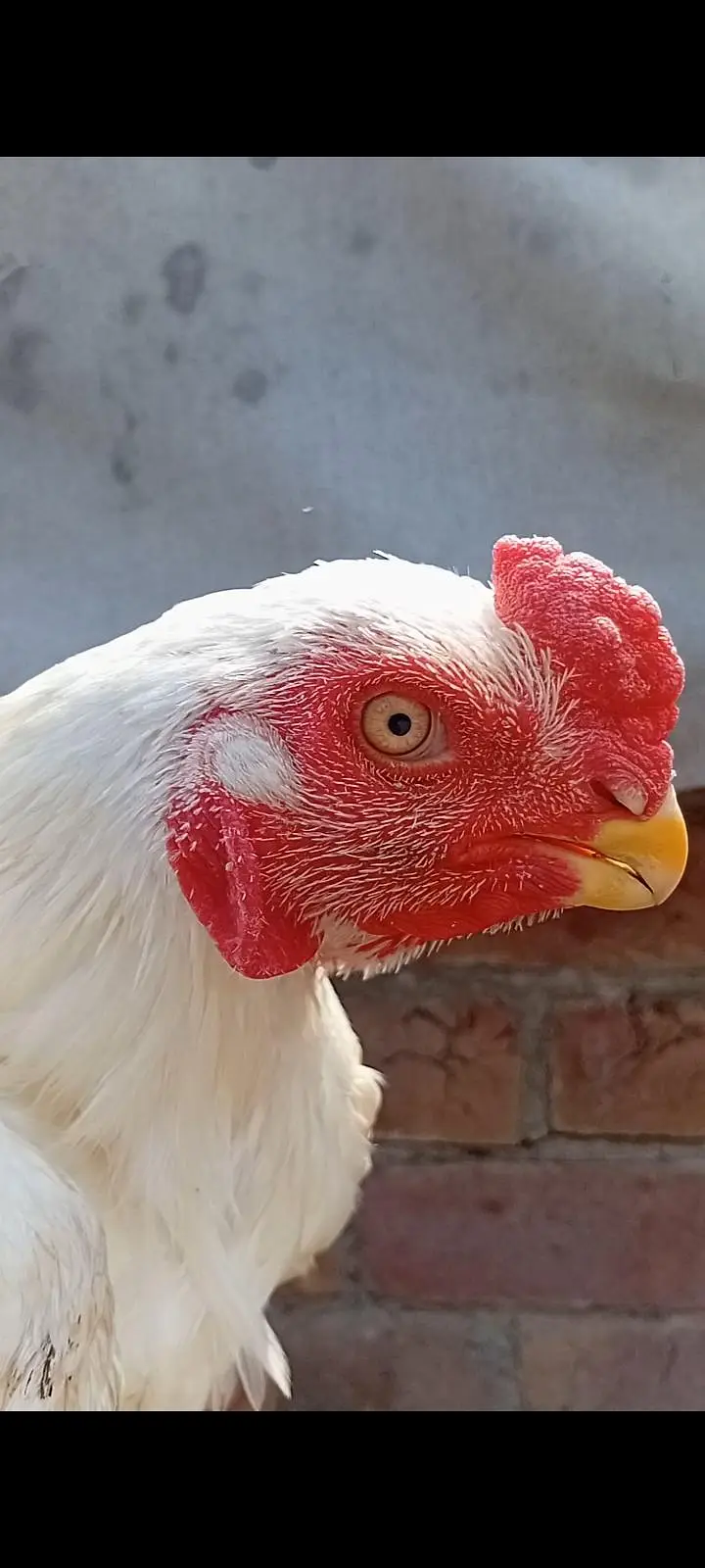 top qulity white parrot beak long tail aseel Male phatha — photo 2
