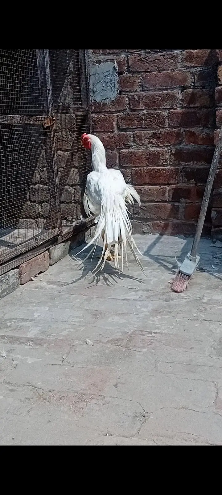 top qulity white parrot beak long tail aseel Male phatha — photo 3