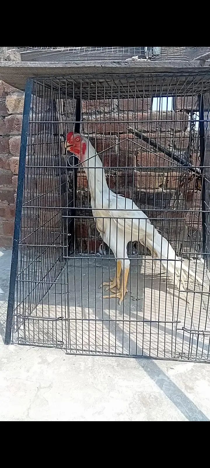 top qulity white parrot beak long tail aseel Male phatha — photo 4