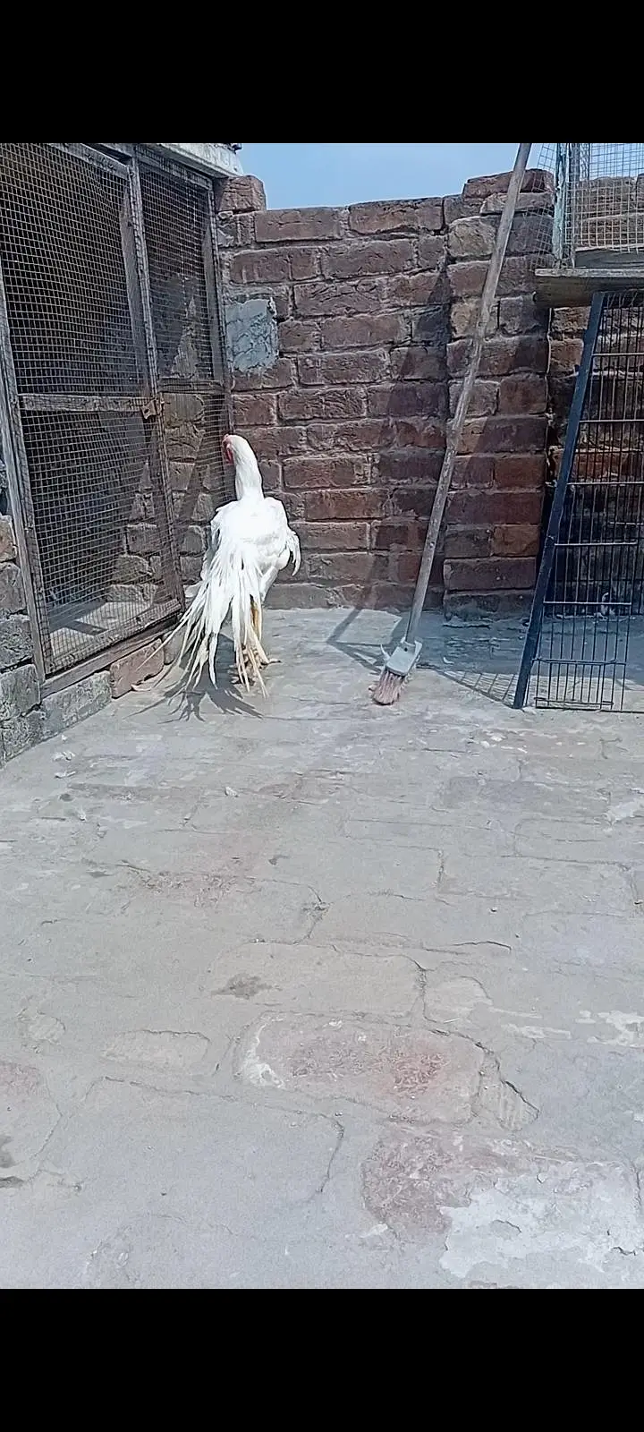 top qulity white parrot beak long tail aseel Male phatha — photo 5