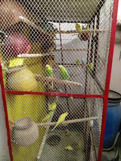 cage with budgies