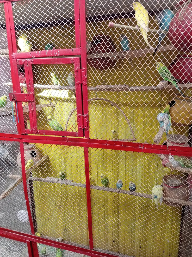 cage with budgies — photo 2