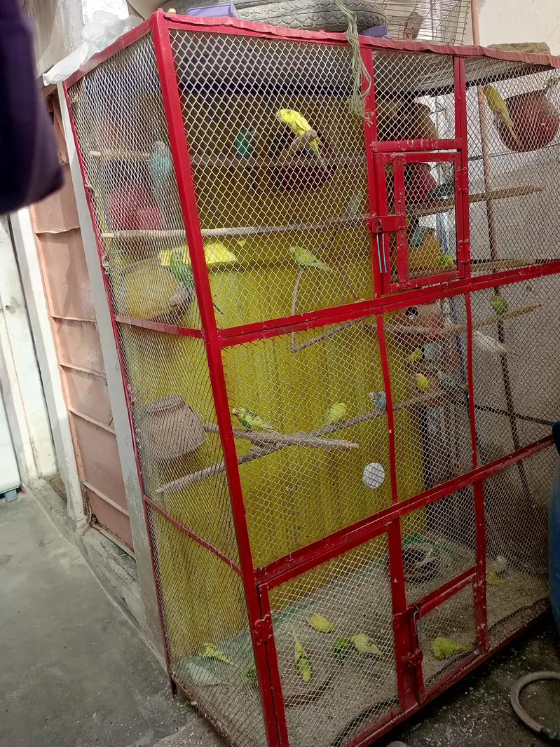 cage with budgies — photo 3