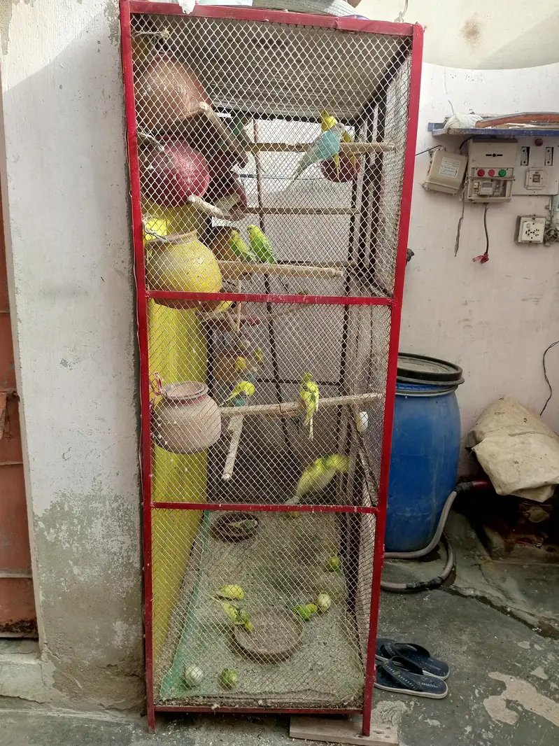 cage with budgies — photo 4