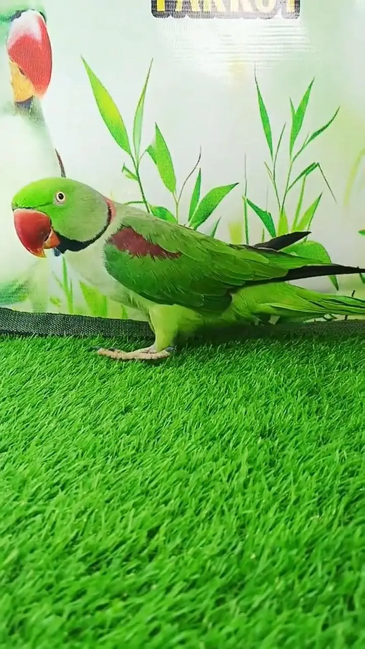 kashmiri raw parrot WhatsApp 0301=========1907============466 — photo 2