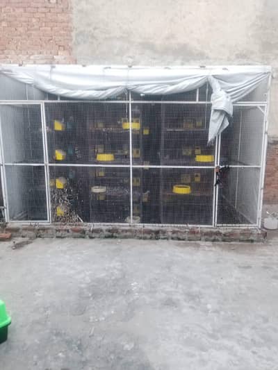 big Size Professional Birds Colony / Breeding master cageg  Cage