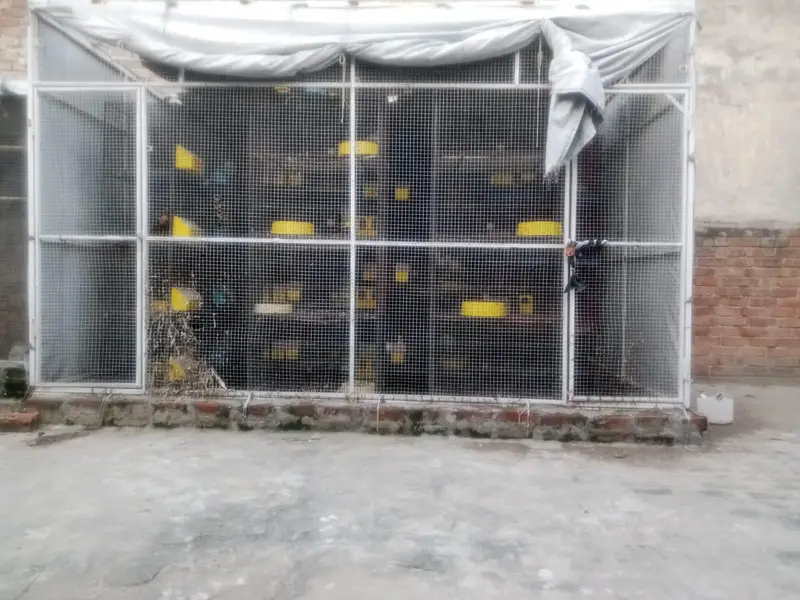big Size Professional Birds Colony / Breeding folding  Cage — photo 2