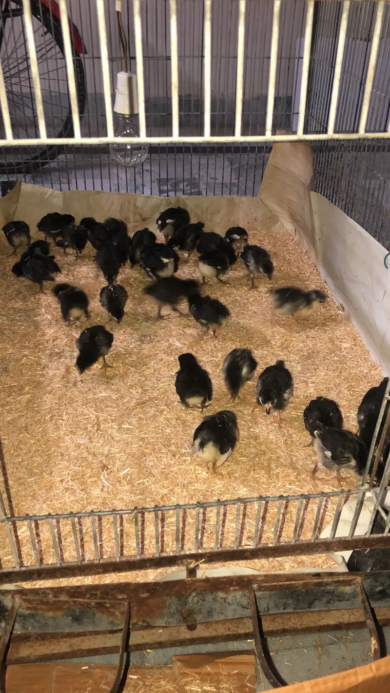 Australorp Chicks Rs. 700 each. WhatsApp 0314 27 82 712 — photo 2