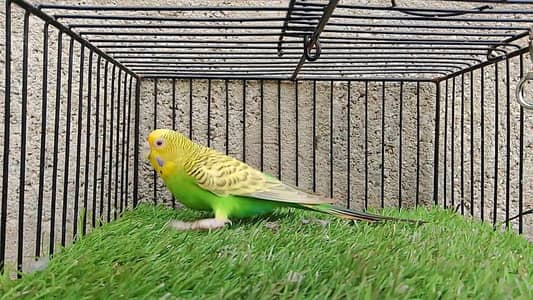 Dunfallow Budgies Red Eye