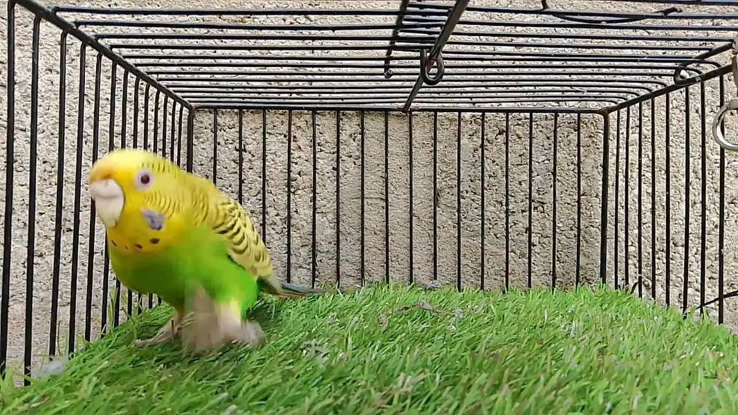 Dunfallow Budgies Red Eye — photo 2