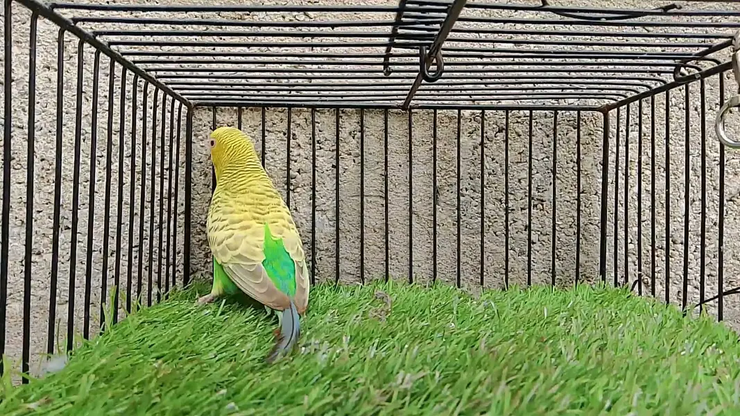 Dunfallow Budgies Red Eye — photo 3