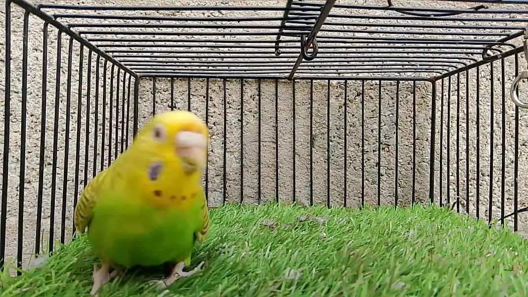 Dunfallow Budgies Red Eye — photo 4