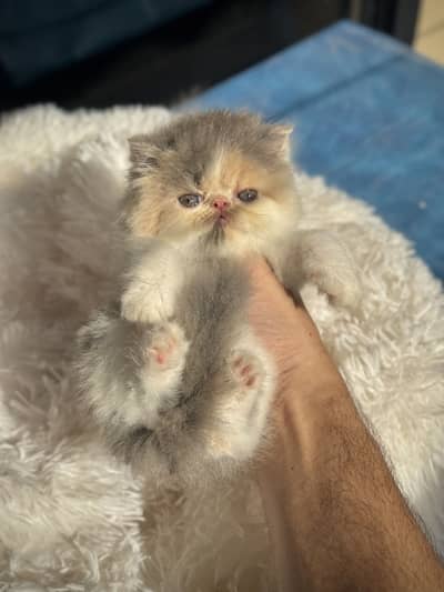 HIGH QUALITY PEKE KITTENS AVAILAVBLE.